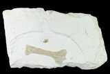 Fossil Pterosaur (Azhdarchidae) Humerus - Solnhofen Limestone #159700-1